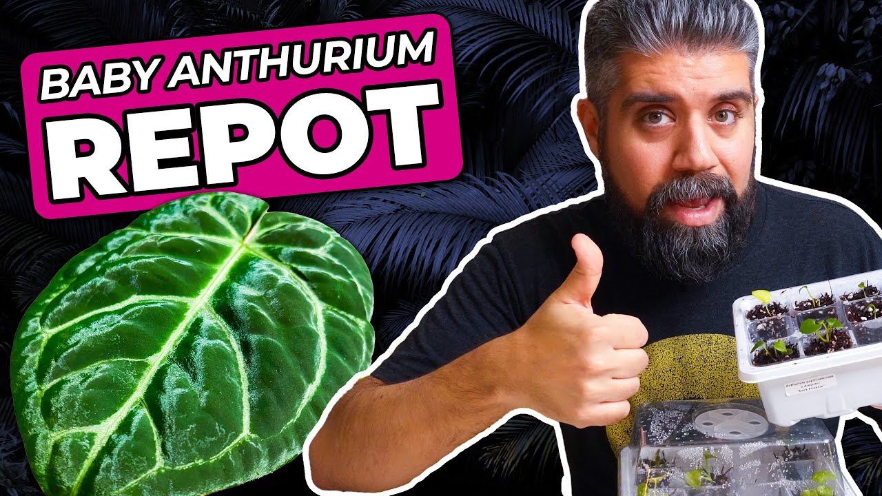 Anthurium Seedlings, PART 1 – Transplanting 15 Tiny RARE PLANTS!