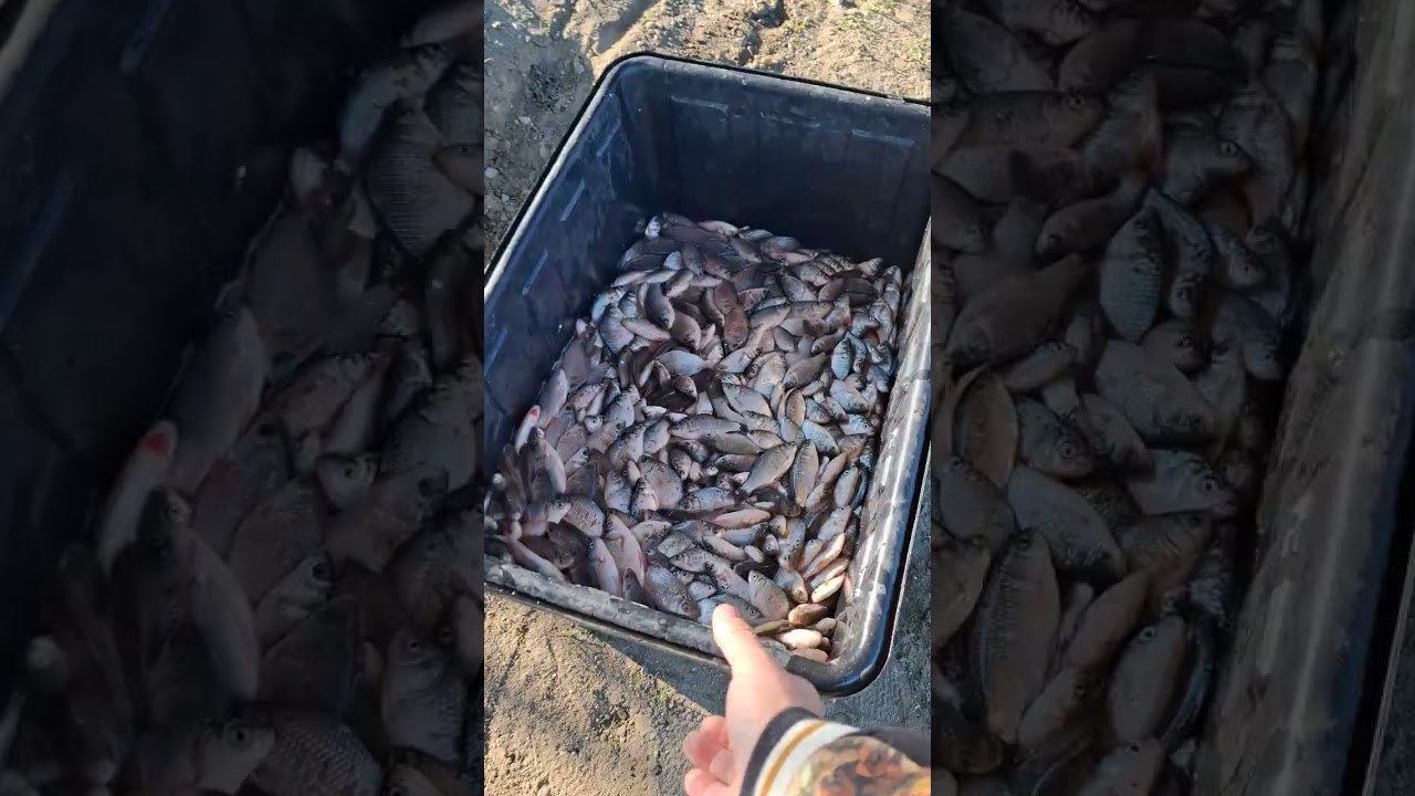Populat de mine in balastiera Falasoaca peste 50 kg caras