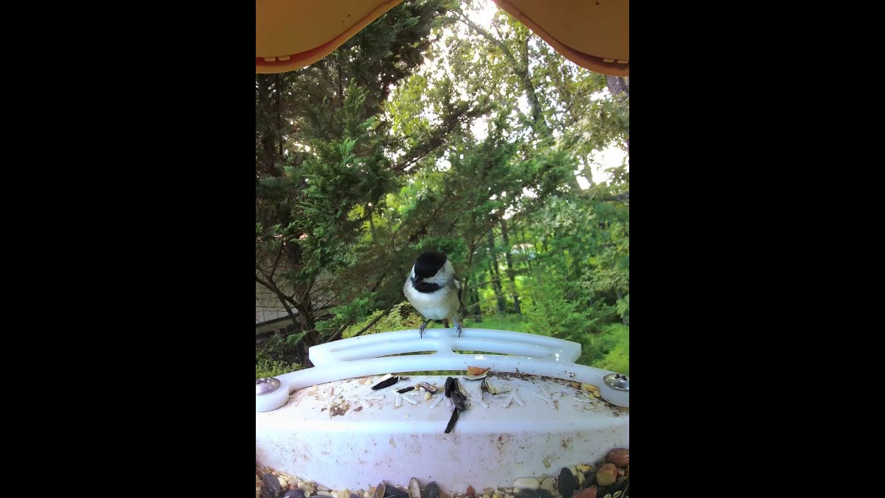 Tiny Feathered Acrobat | Backyard Dinosaurs #nonarration #feederandflock  #birdfeeder