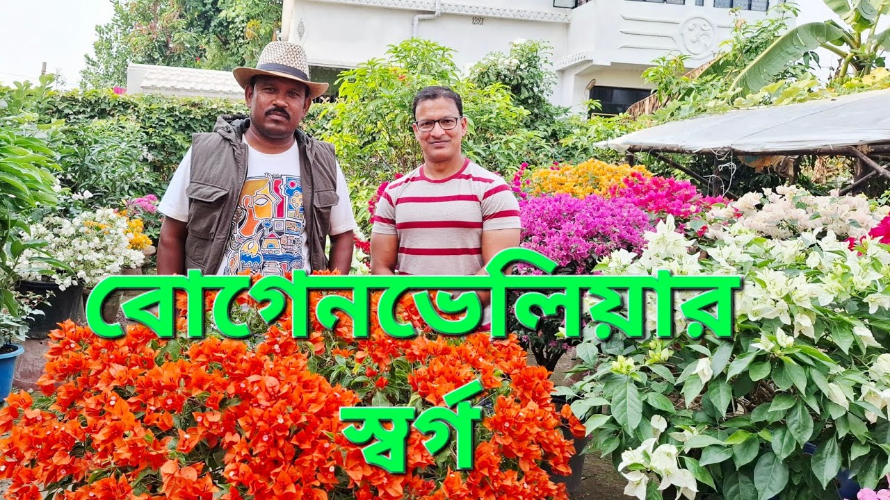 বোগেনভেলিয়ার স্বর্গ