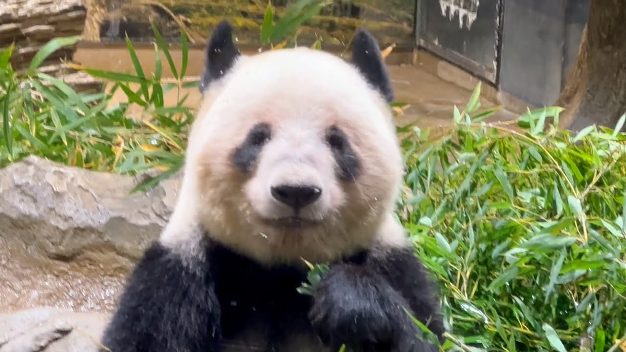 ママに似て食べる事が大好きなレイちゃん🐼たくさん食べてね😊　ueno zoo panda