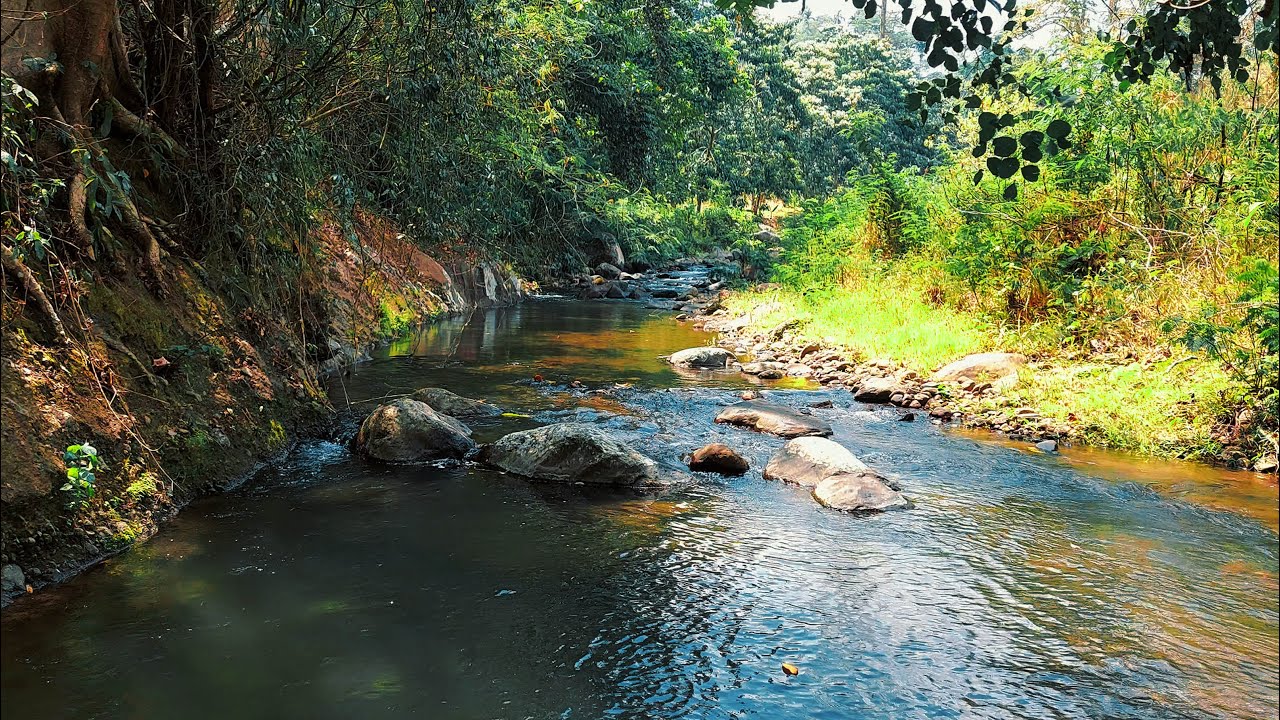 Relaxing River Through Forest Path | Peaceful Nature Water Ambience