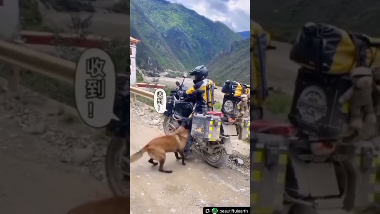 BMW GS 1200 Himachal Ride With My German Shepherd
