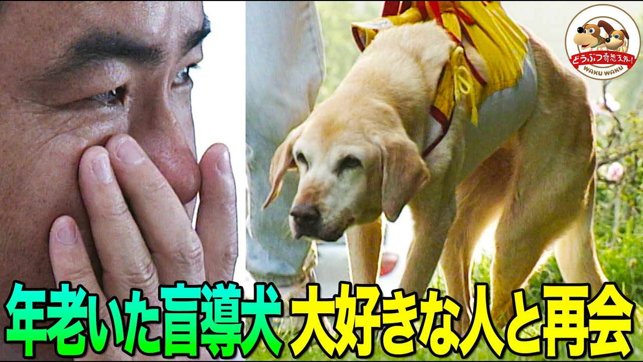 【感涙！生命の力強さ】生死をさまよう盲導犬ミッキーに力を与えたのは、10年間共に歩いた元ユーザーだった。３年ぶりの再会で奇跡が…（小島一慶ナレーション復刻版）【どうぶつ奇想天外／WAKUWAKU】