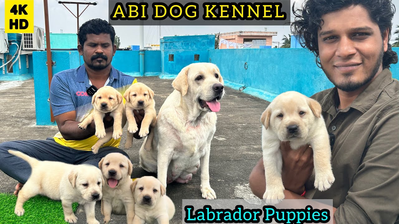 Labrador Puppies | Puppy's For Sale | English Labrador | Imported Line Labrador Retriever 