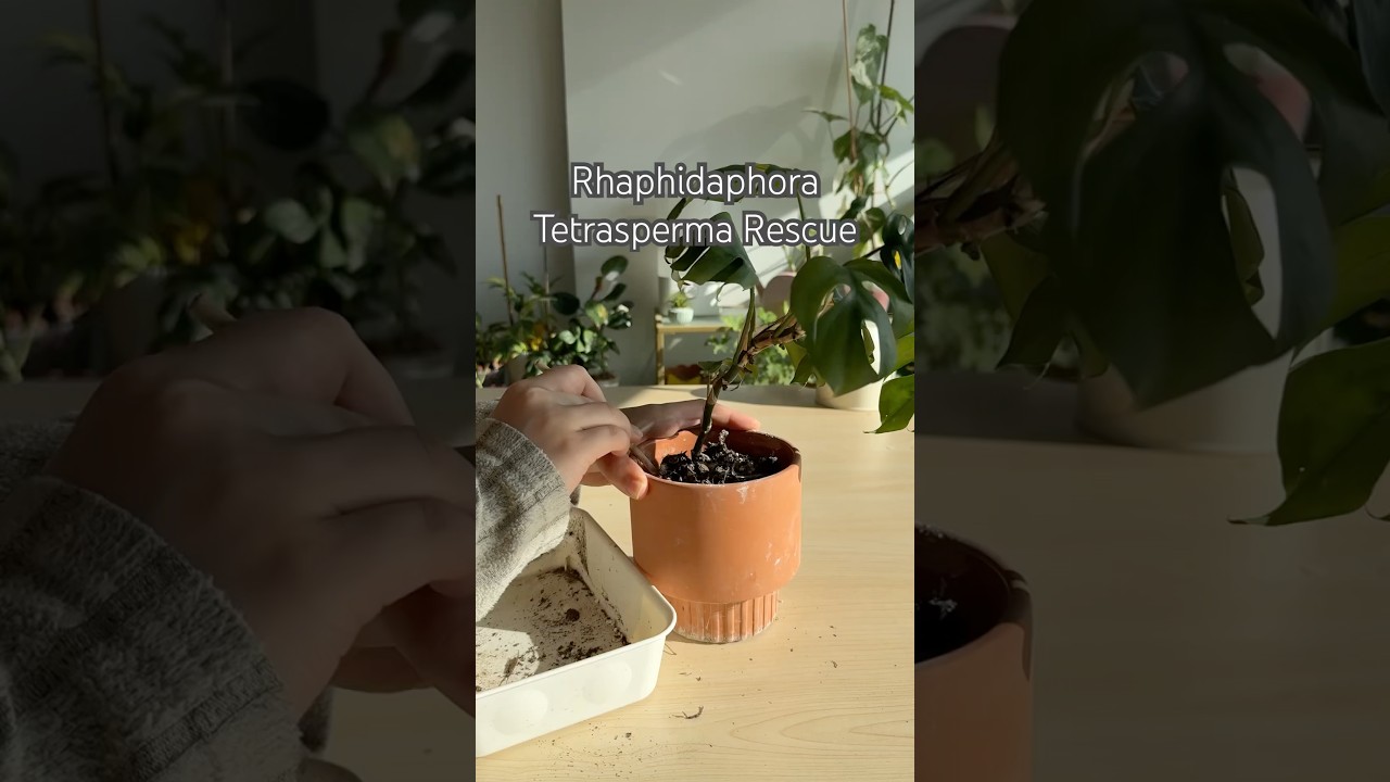 Plant Rescue #shorts #plants #propagation #houseplants #indoorplants #garden #repotting #plantcare