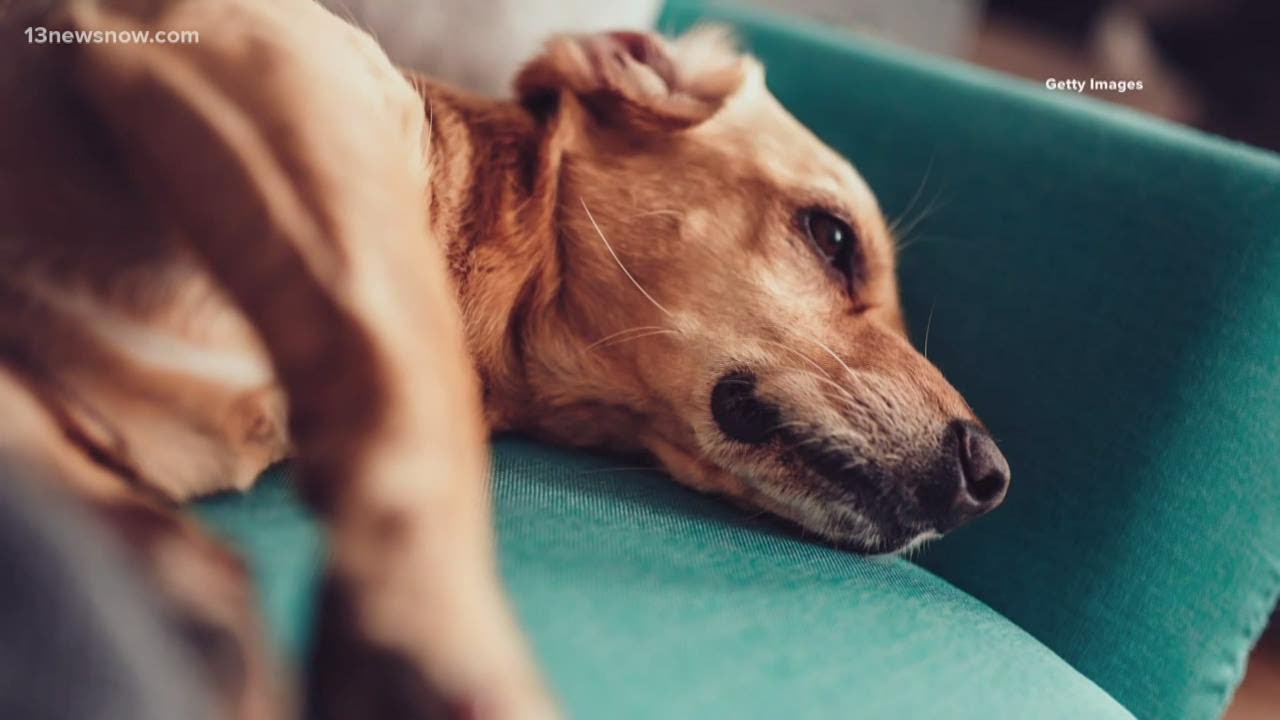 Bentley & Friends: how to tell if your pet is sick