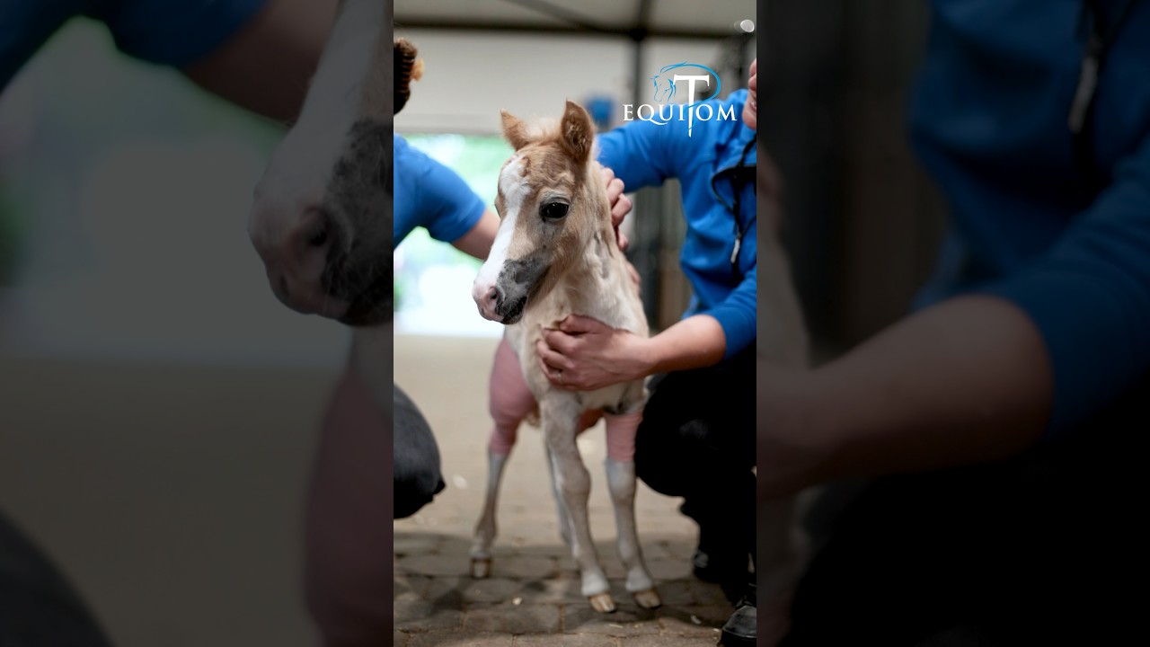 Un avant/apr&egrave;s impressionnant pour ce petit poulain Shetland ! Bonne route petit guerrier💙