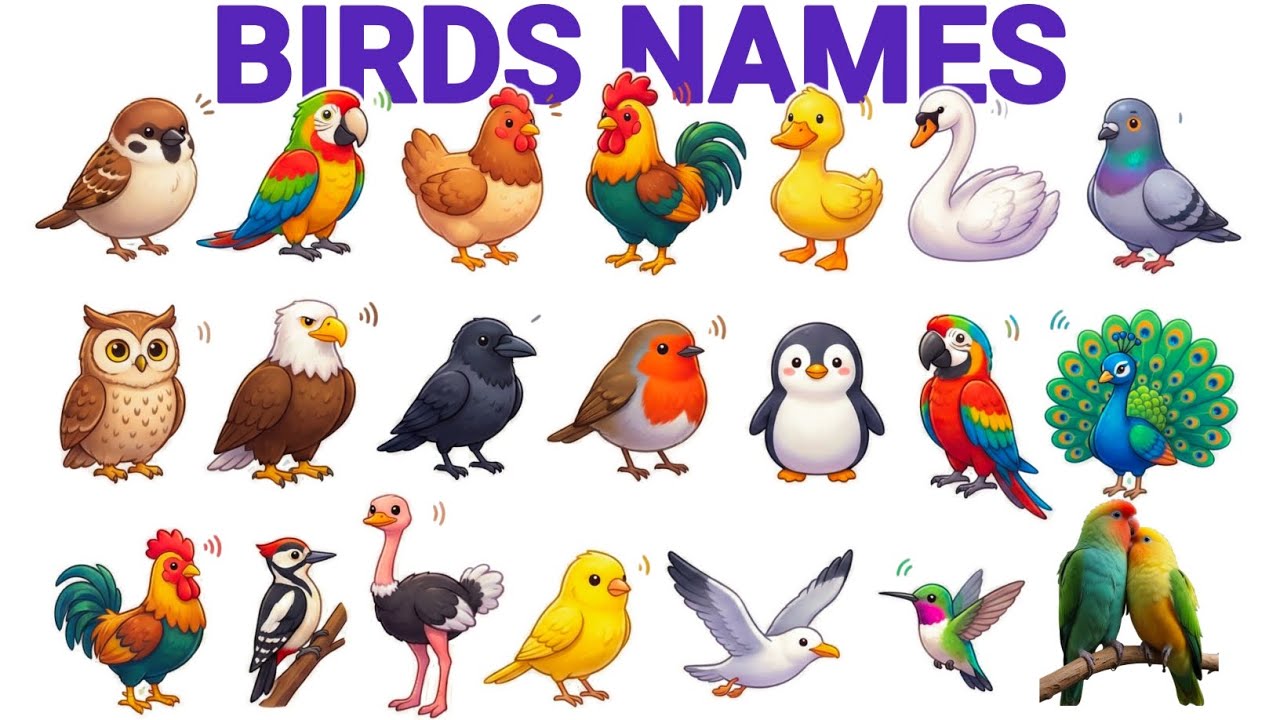Birds Sounds for Kids | Bird Names & Sound Effects | Learn Birds Sounds in English Video For kids 
