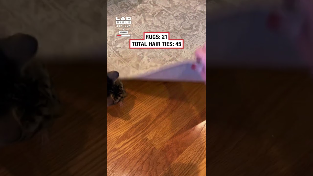 Cat Caught Stealing Hair Ties 😼🧷