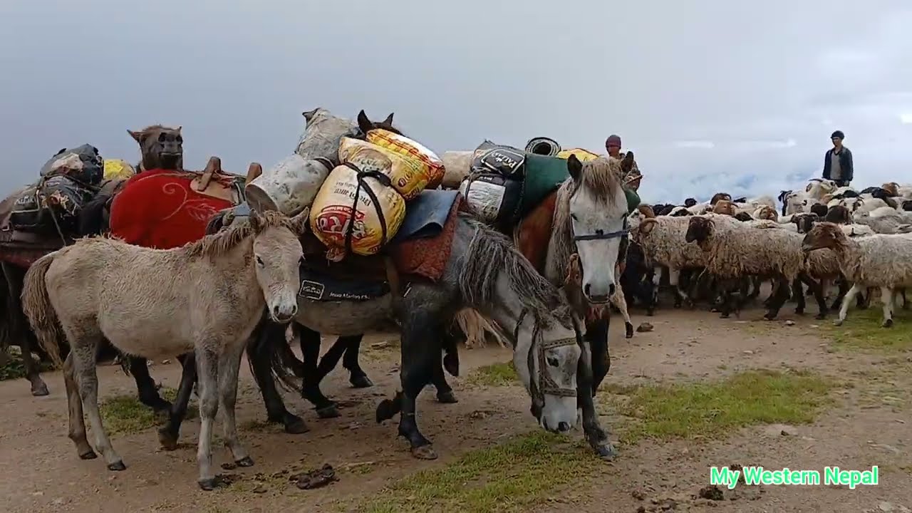 “Raising sheep, horses, and yaks in the pasture and taking them out to graze on grass.”