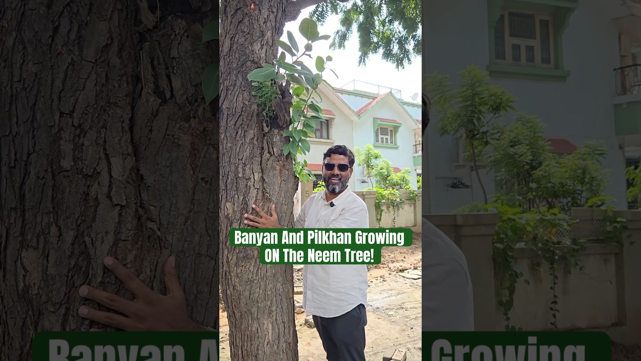 Neem Tree Becomes Home for Banyan and Pilkhan | Rare Biodiversity