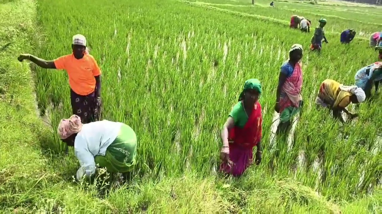 பெருமாள்கோவில்பட்டி இயற்கை விவசாயம் 🌾🌾🌿🌿🌱🌾🍄