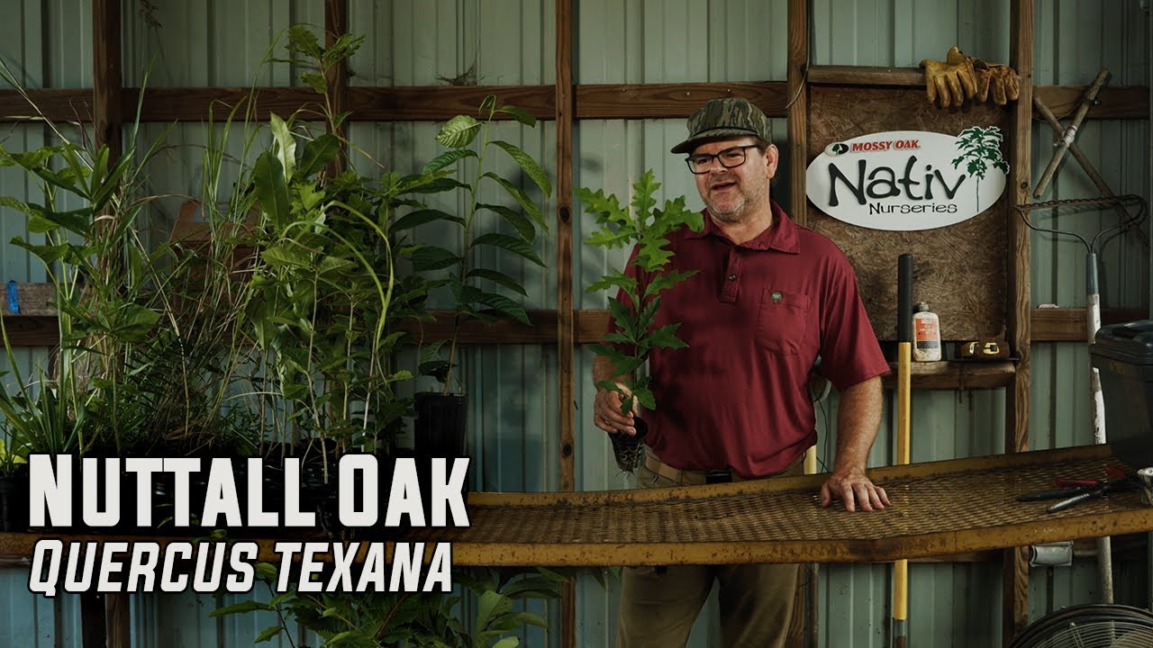 Why Nuttall Oak Is one of the Best Red Oaks | Late-Dropping Acorns for Deer & Ducks