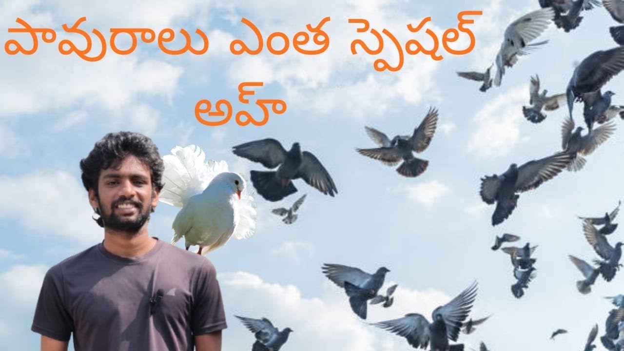 పావురాలు ఇలా పెంచితే సూపర్ రిజల్ట్ 😲 | Telugu