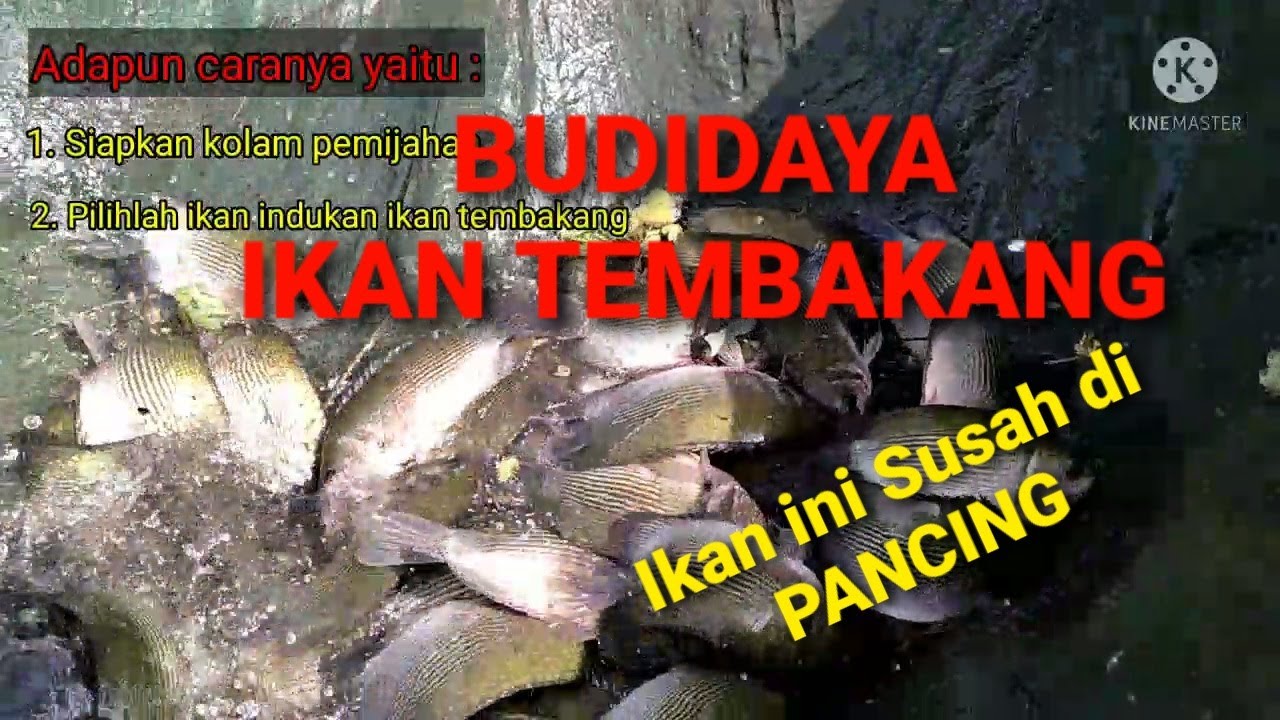 CARA BUDIDAYA IKAN TEMBAKANG || IKAN TAMBAKAN