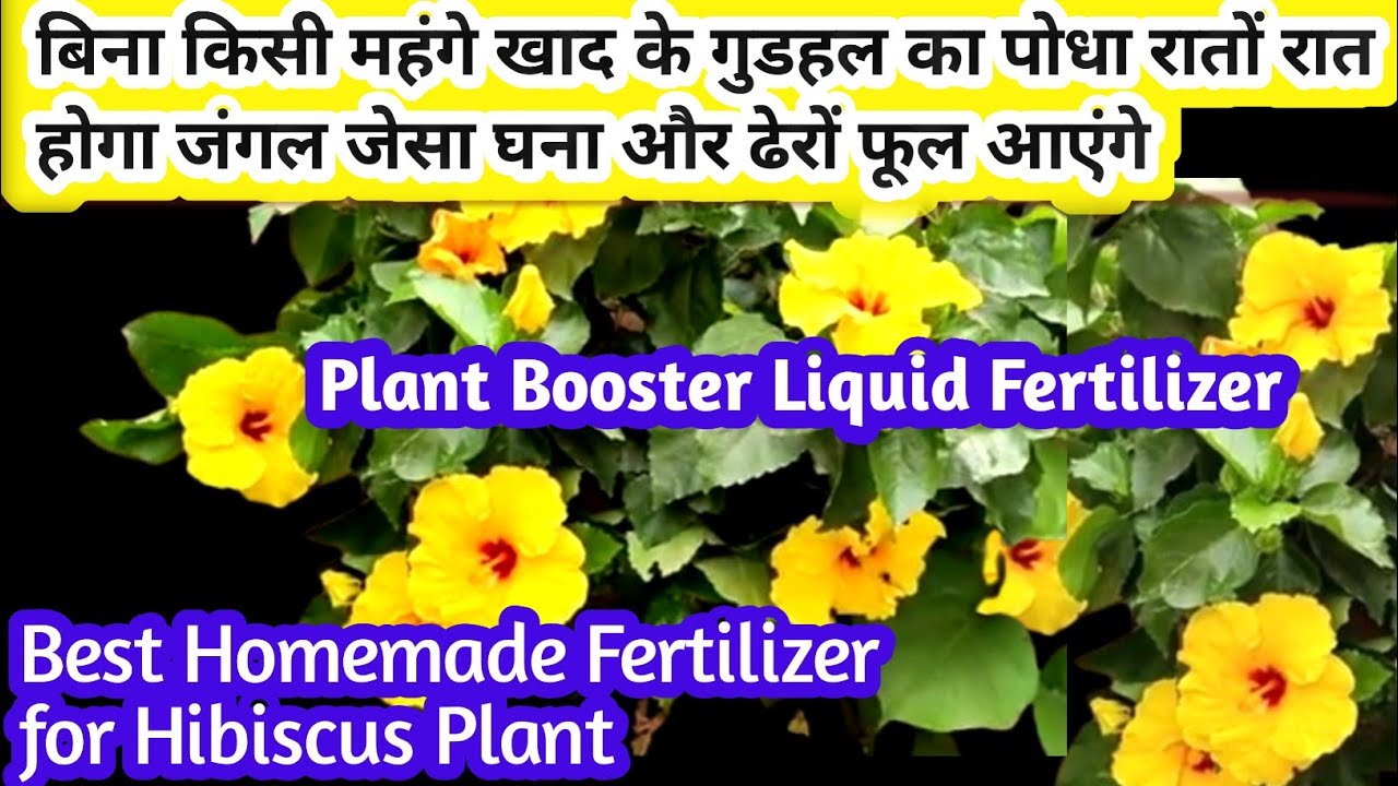 🔴 गुडहल गुलाब मोगरा रातों रात जंगल जेसा घना होगा, सैकड़ो फुल आएगें। Best Fertilizer. Hibiscus plant