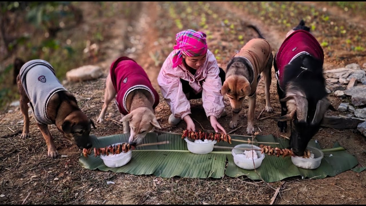 Gardening in the mountains, cooking warm meals for the dogs and goats. - ha thi muon