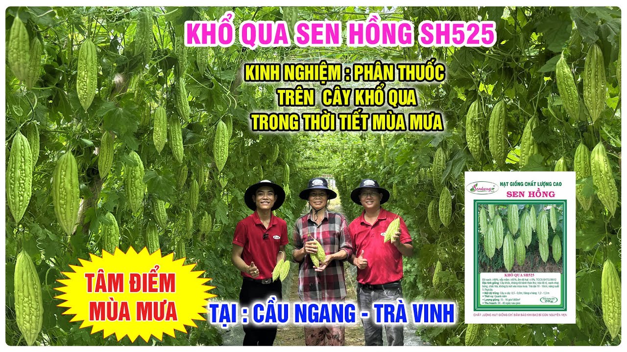KHỔ QUA SEN HỒNG SH525 TRỒNG TRONG TÂM ĐIỂM MÙA MƯA TẠI CẦU NGANG TRÀ VINH