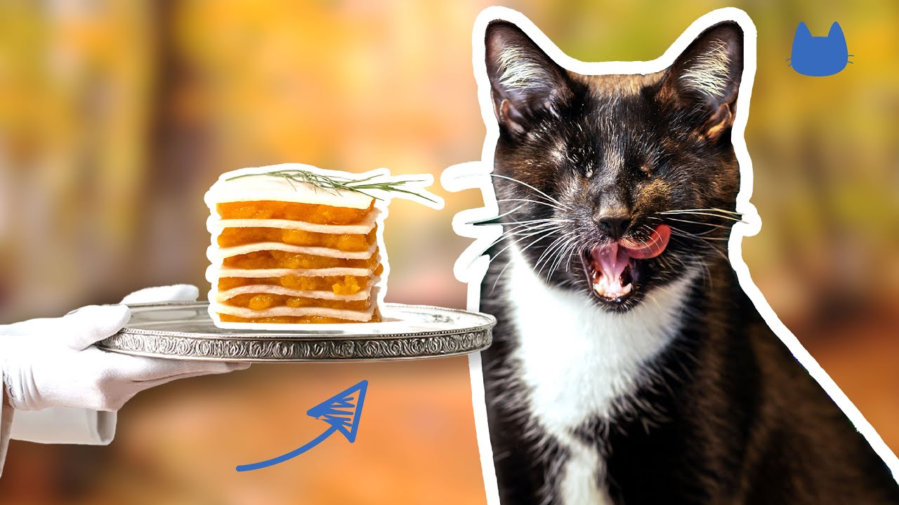 Our Blind Cat Eats an Exclusive Dinner 🍽️🐈