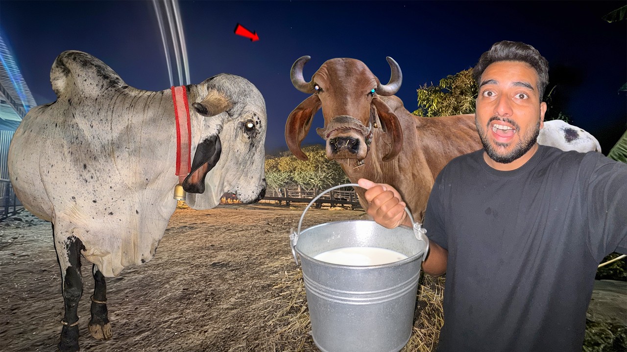 Subah 5 Baje Farm Pe Kya Hota Hai🌞Bull & Gaay Kya Karti Hai?😱