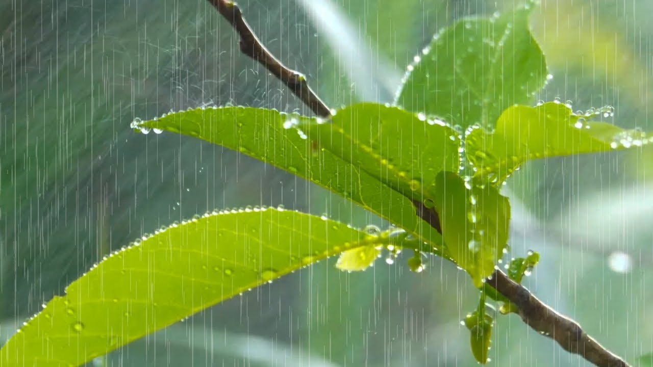 Sleep or Relax with Heavy Rain on Forest Leaves – Pure Calm, No Ads