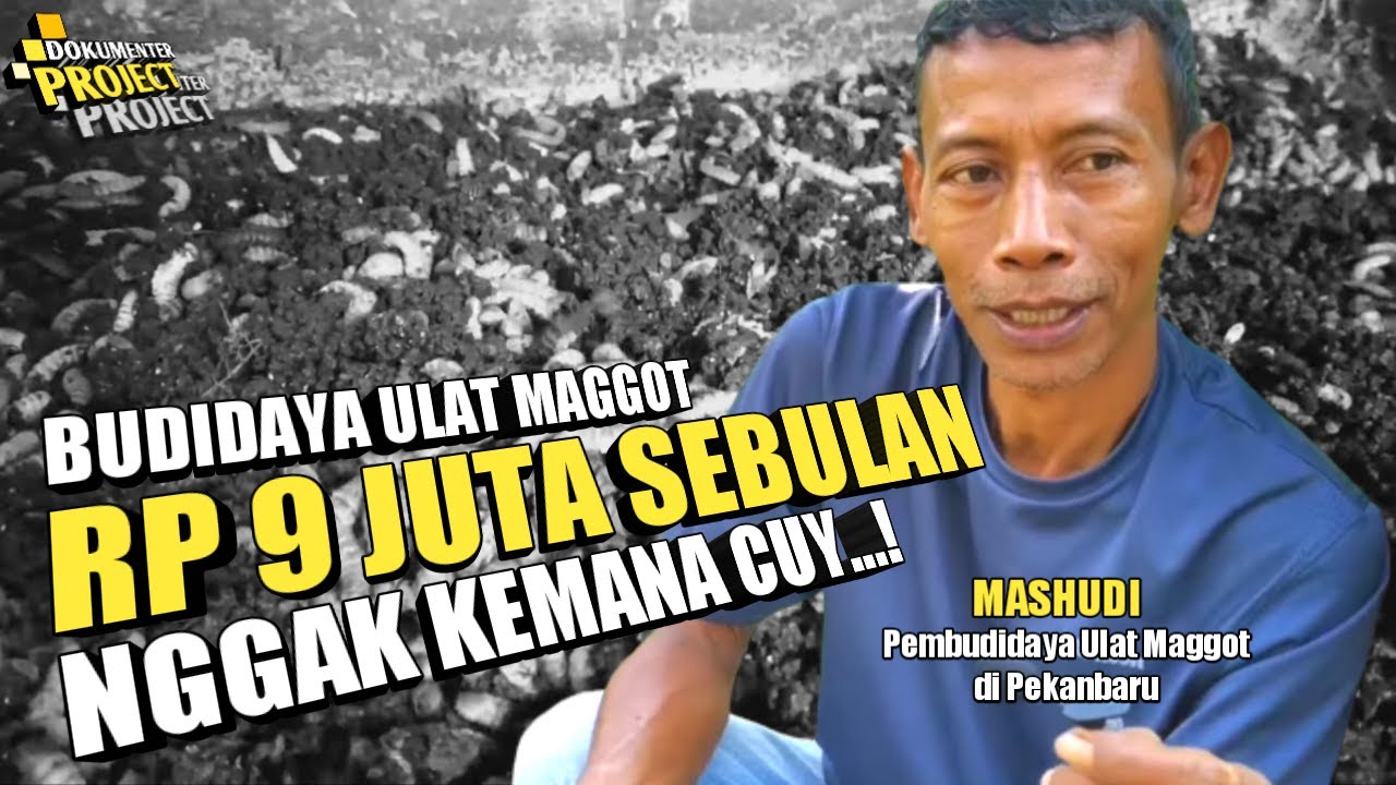 Budidaya Ulat Maggot Mashudi, Auto Dapat Cuan Tiap Hari