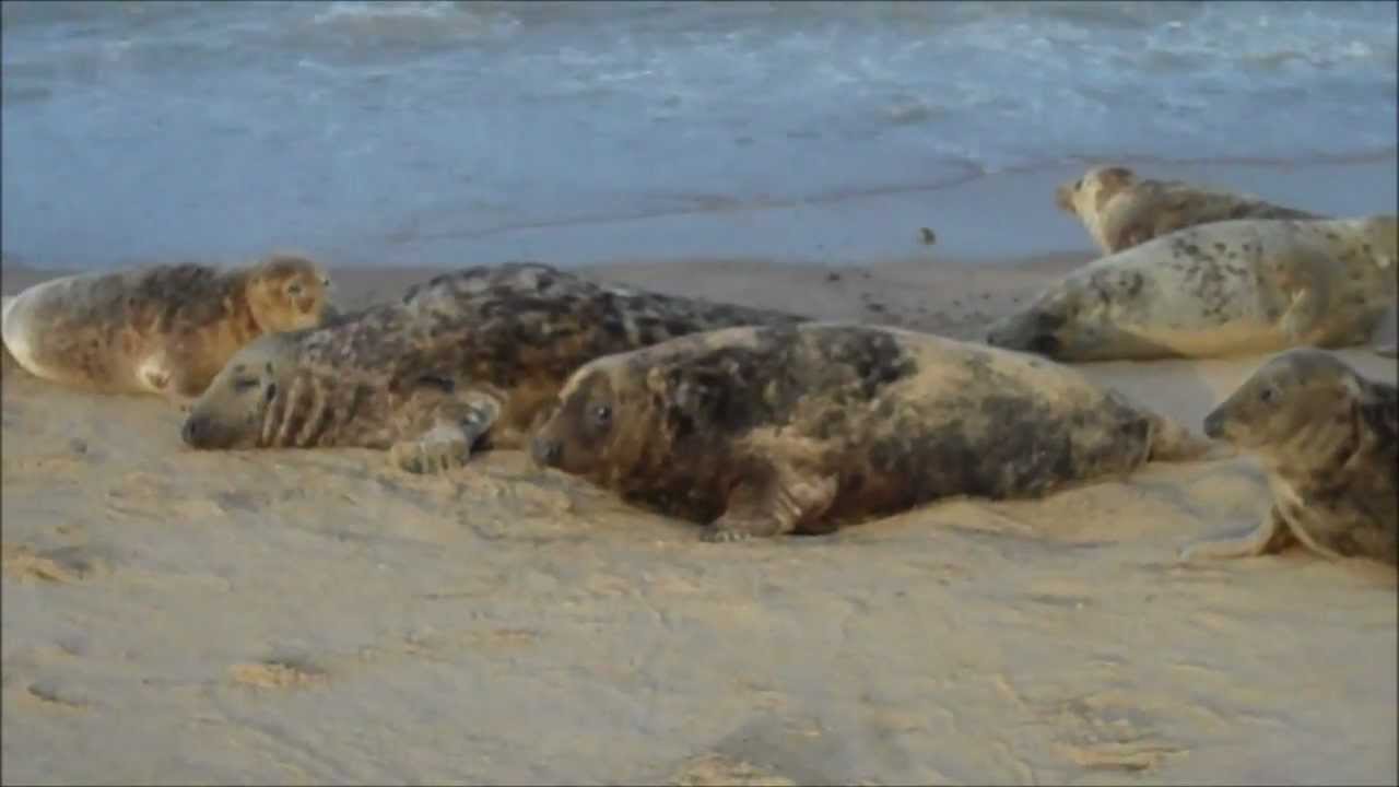 Grey seals on the Norfolk coast