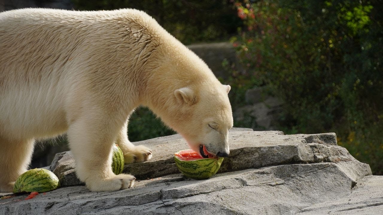 Tag der Wassermelone 2021 im Erlebnis-Zoo