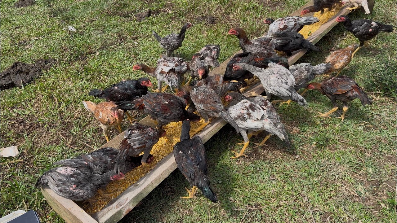 O segredo para frangos crescerem FORTES e SAUDÁVEIS soltos no pasto!!!