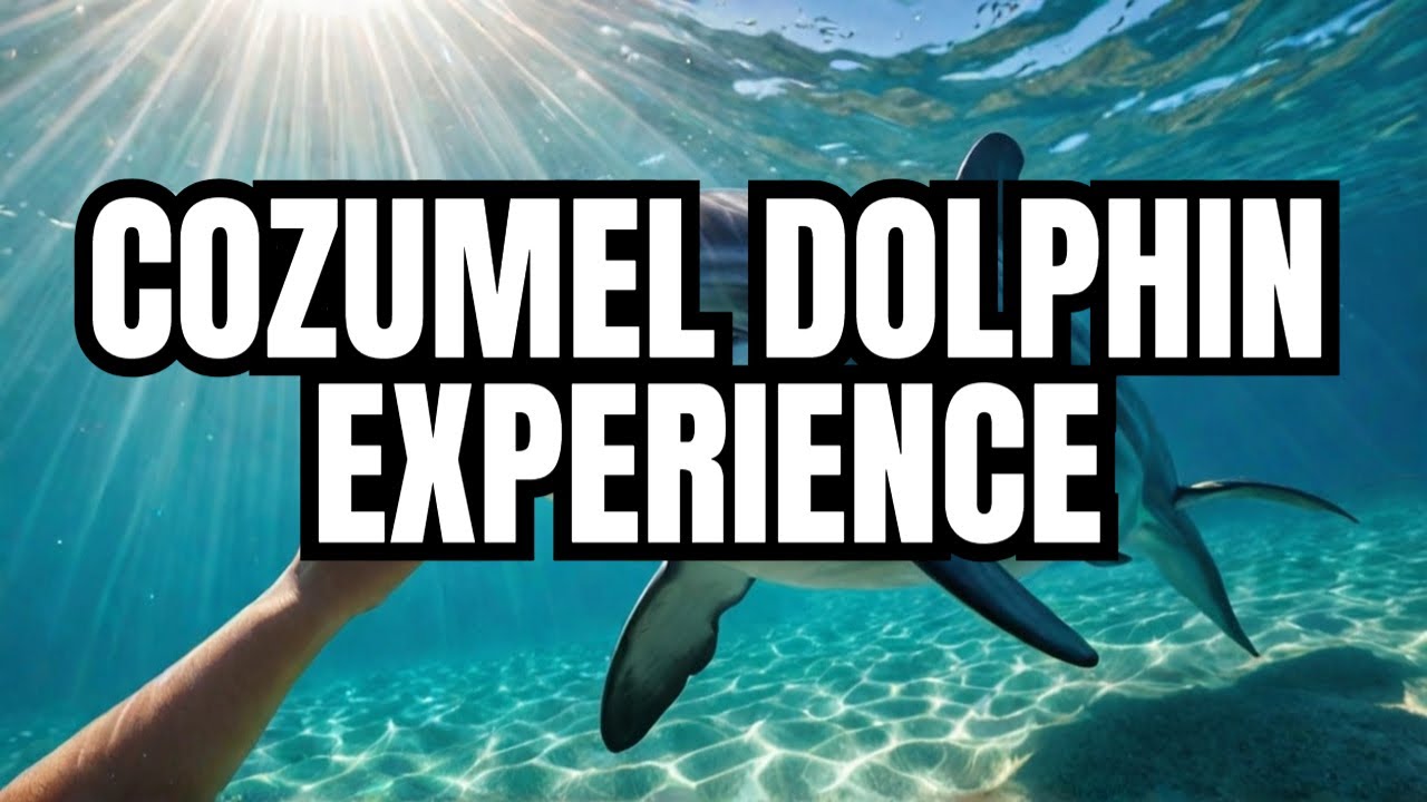 Dolphin Discovery Cozumel the BEST Place to See Dolphins in Mexico