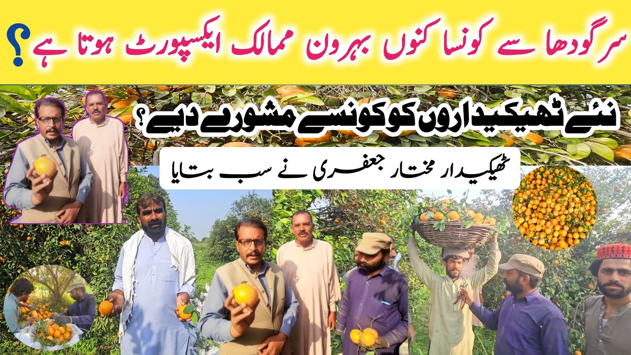 Aaj Ham Sargodha Kinnon Bagh Men Gay I Sargodha Ky Kinnon Kis Mulk Export Hoty Hen Mukamak vlog