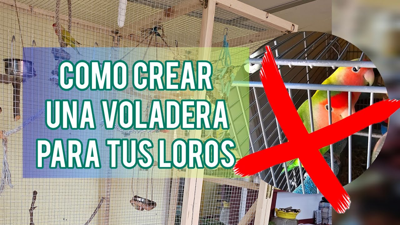 Como hacer una voladera para tus Loros / Jard&iacute;n Suculento