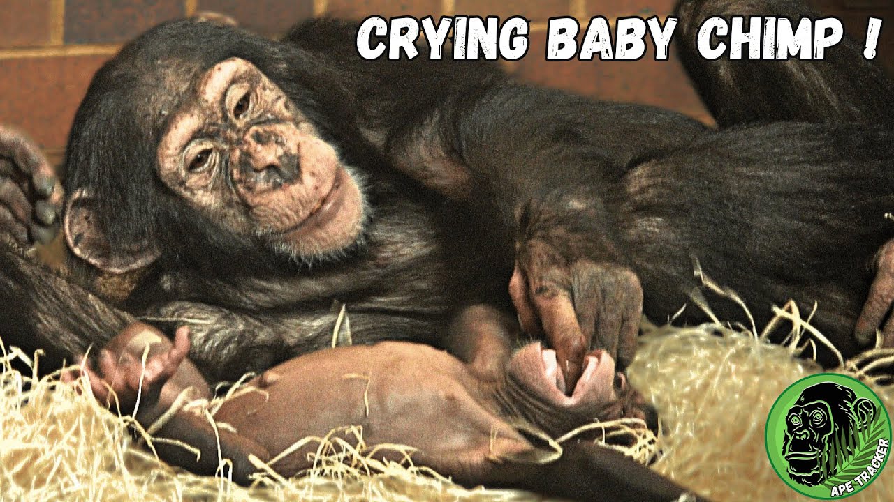Baby Chimpanzee Crying For His Mom | Charlie Bit My Finger Chimp Style