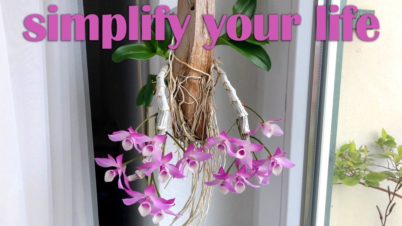 Dendrobium parishii - My Simplified Orchid Care #1 - Back To The Roots!