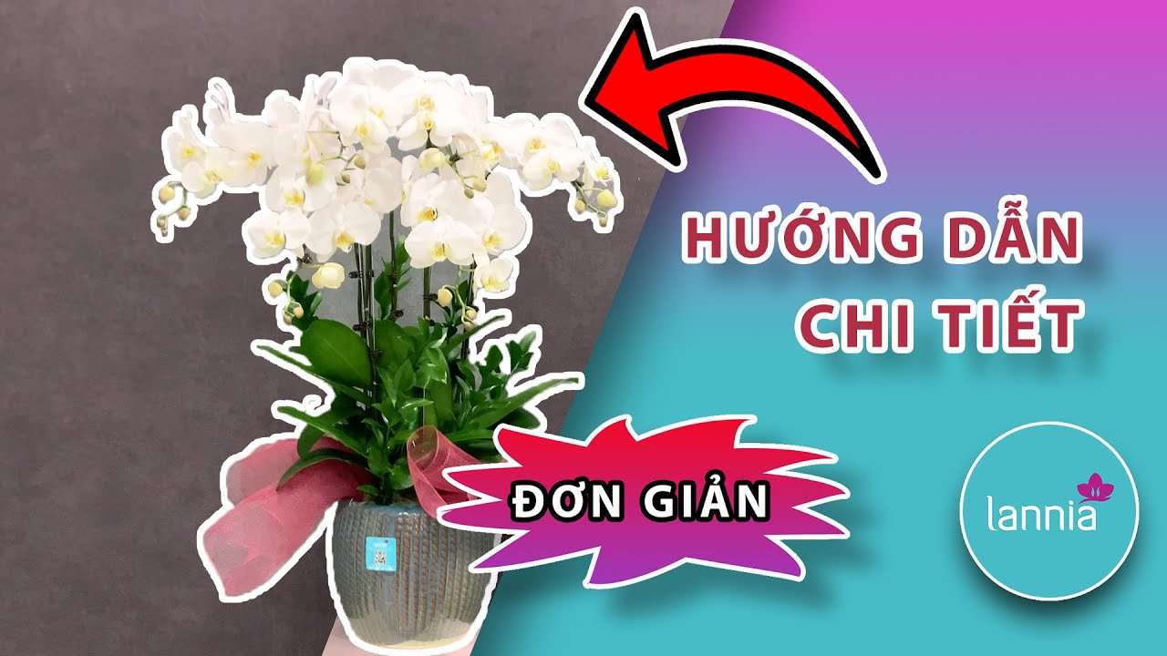 Hướng dẫn chi tiết cách cắm lan Hồ Điệp cho thợ mới vào nghề |Hoàng Nghiệp Hoa Lan