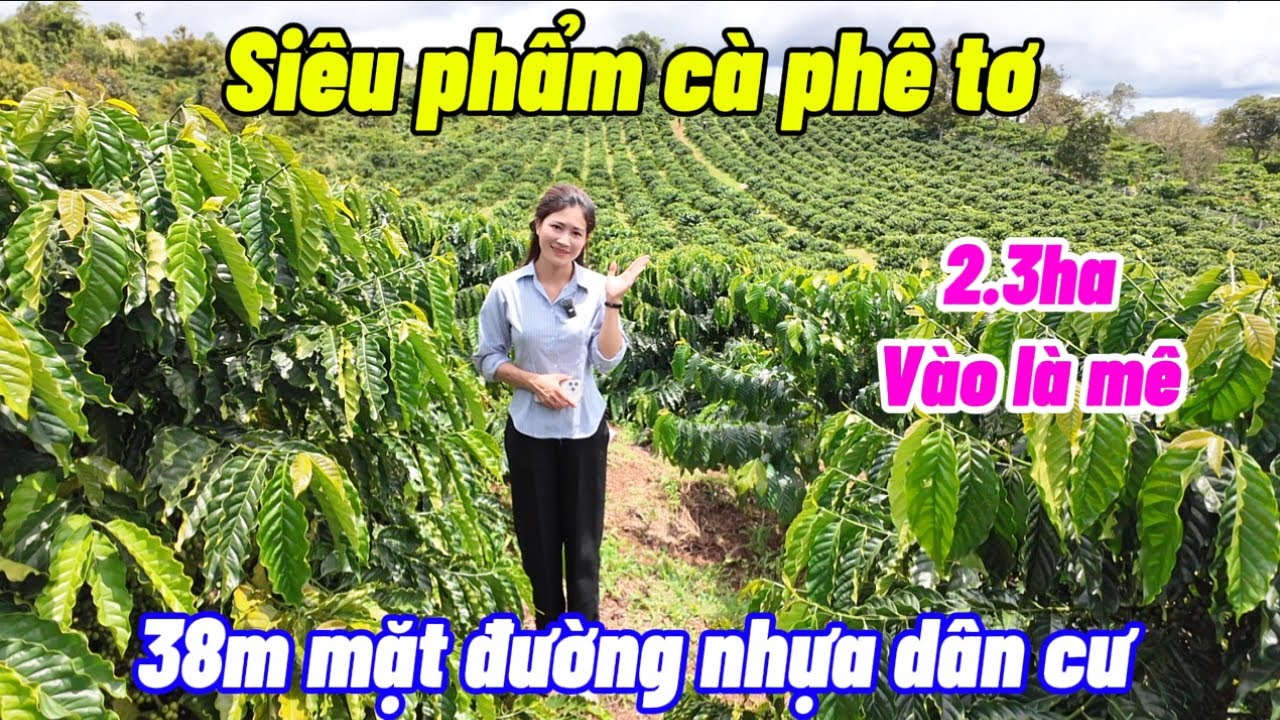 Cô lớn tuổi không làm được cần bán mảnh vườn cà phê tâm huyết . Đẹp như tranh vẽ . Ngay dân cư 