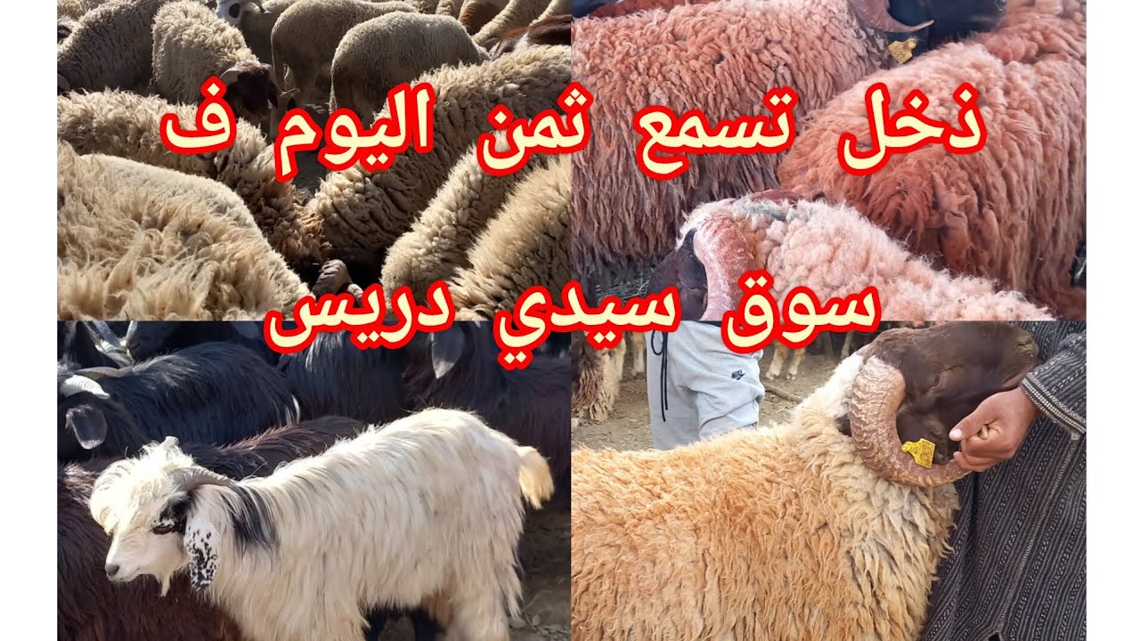 أثمنة الحولي عيد الأضحى في سوق سيدي دريس حرارين طنجة🐏🤲