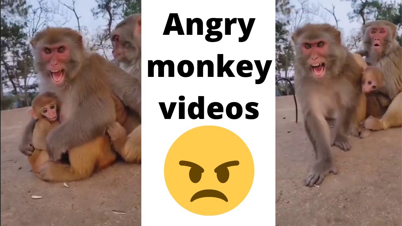 Angry monkey Reactions -  funny monkey videos compilation - ANIMALS SPACE