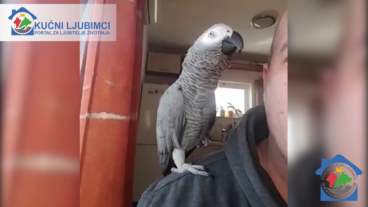 Hugo Telefonira - Afrička siva papiga - Žako