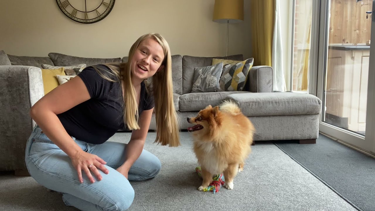 How To Play Tug With A Blind Dog