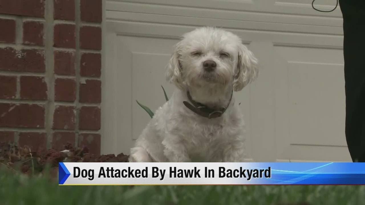 Dog attacked by hawk in back yard