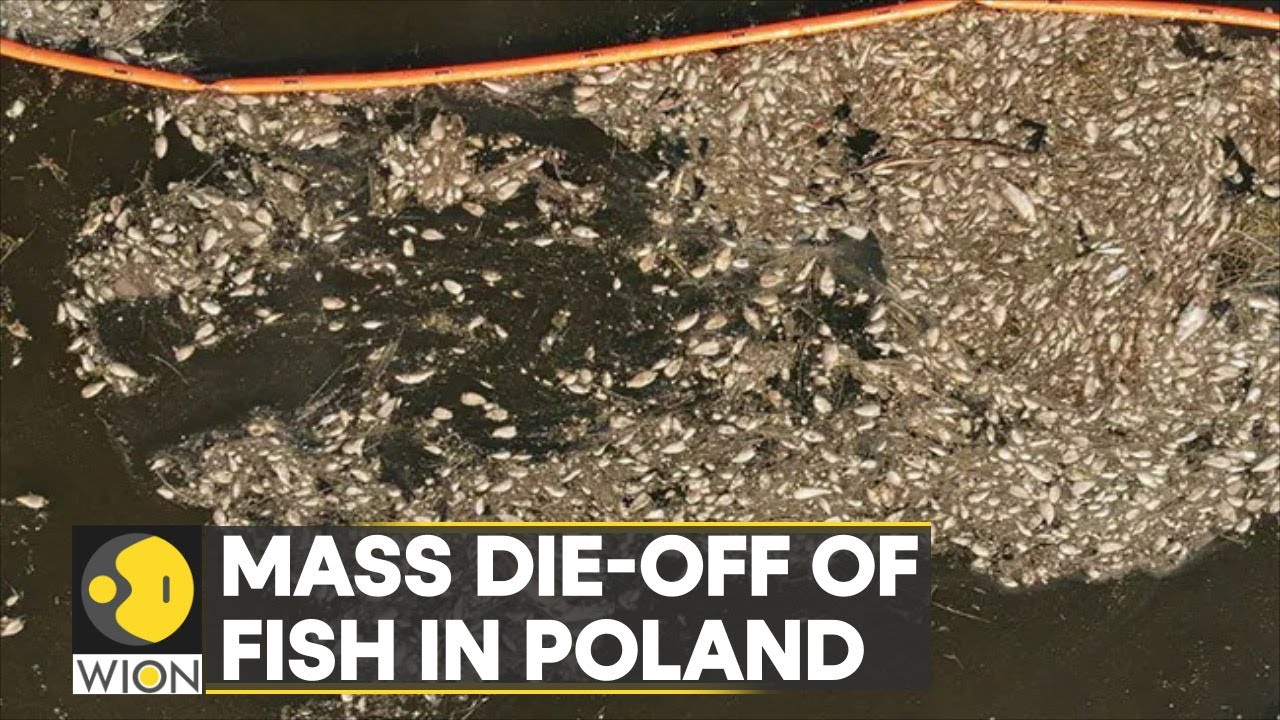 WION Climate Tracker | Dead fish hints at ecological disaster in Baltic Sea