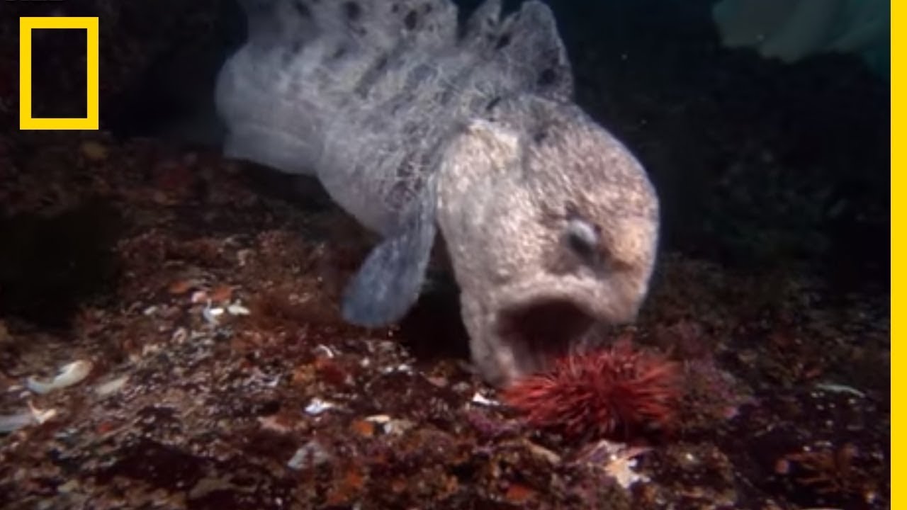 Le poisson loup à ocelles, un prédateur redoutable
