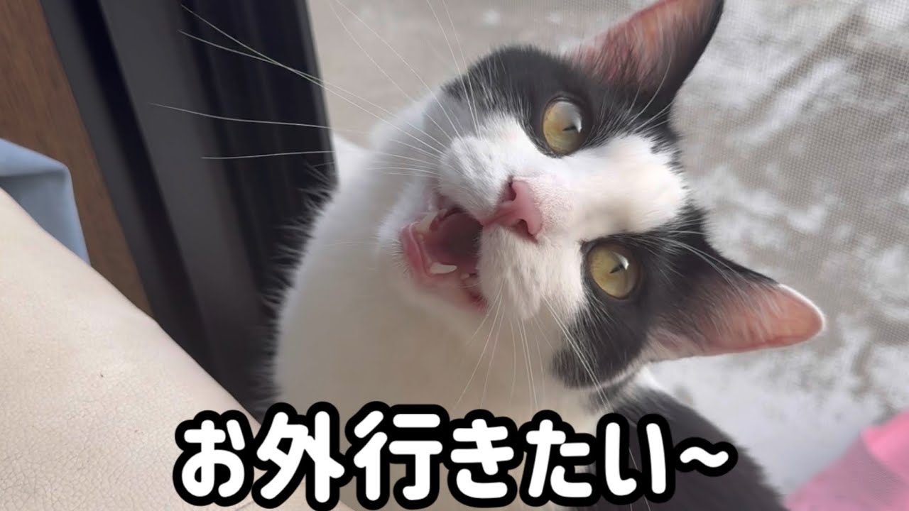 【甘えん坊】抱っこでお外に行きたい猫