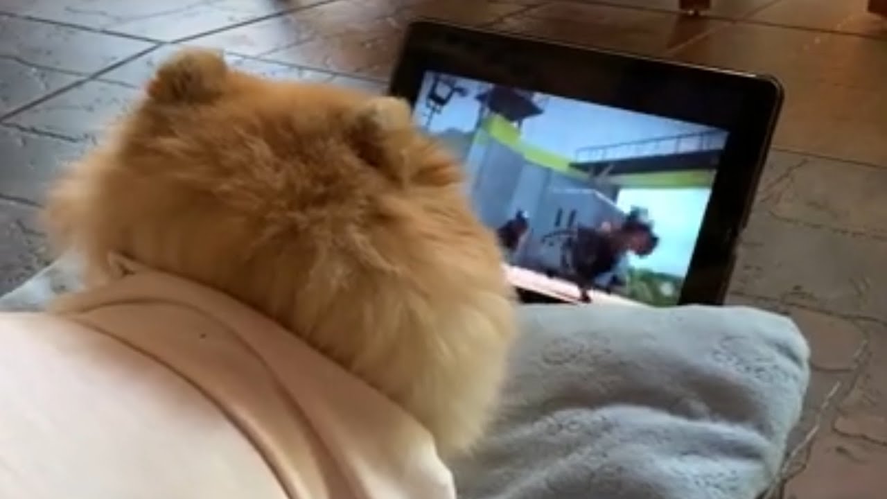 UNUSUAL MEMES COMPILATION V126