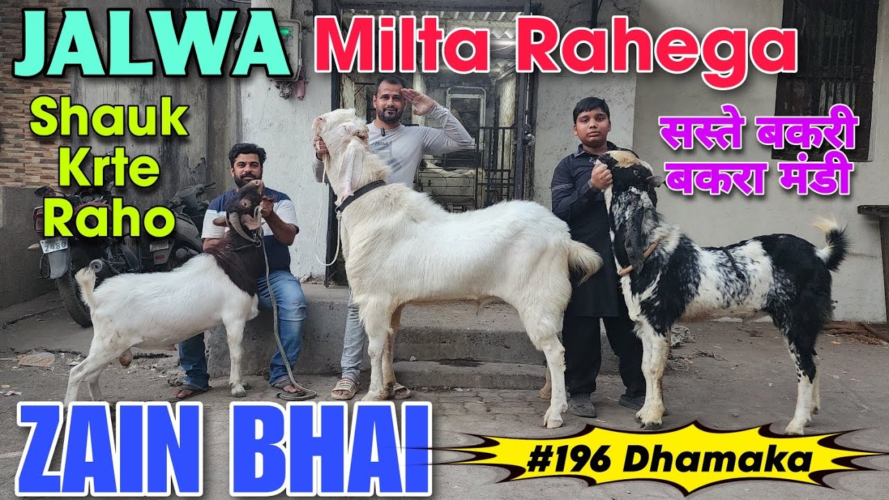 सस्ते बकरी बकरा मंडी Big Goat At ZAIN BHAI | 2025 Ke Sab Se Saste Andul Bakre In Bhiwandi