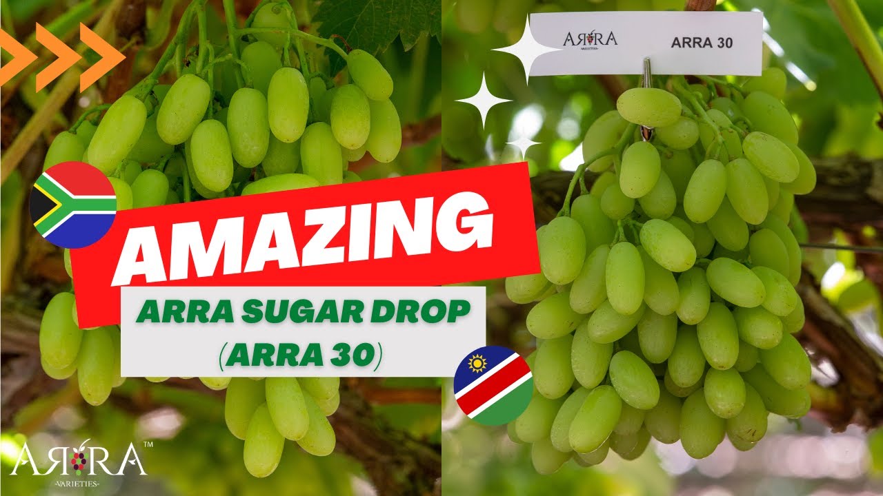 ARRA Sugar Drop (ARRA 30) & TopFruit South Africa