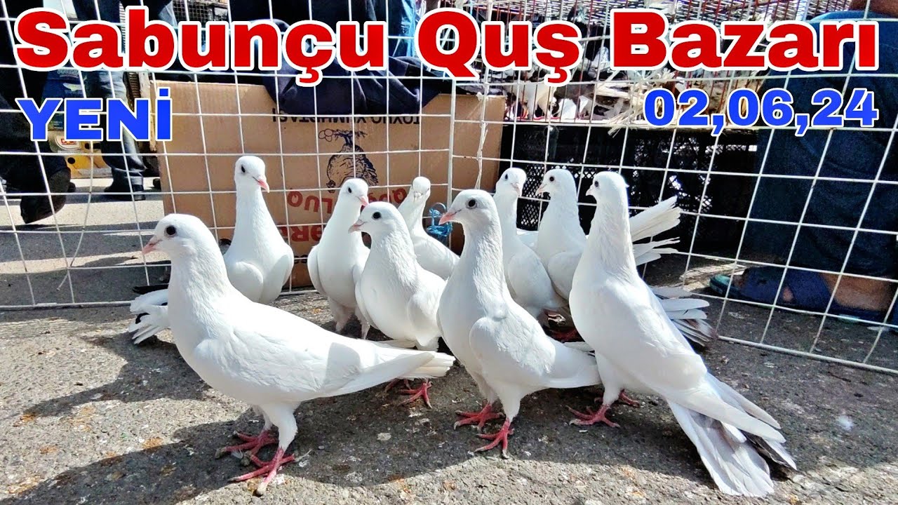Sabunçu Quş Bazarı 2 iyun 2024