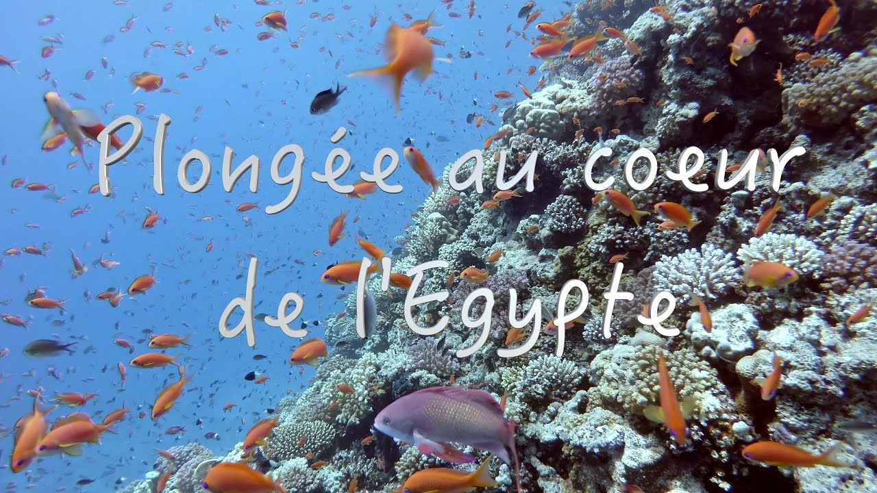 La plongée en Egypte